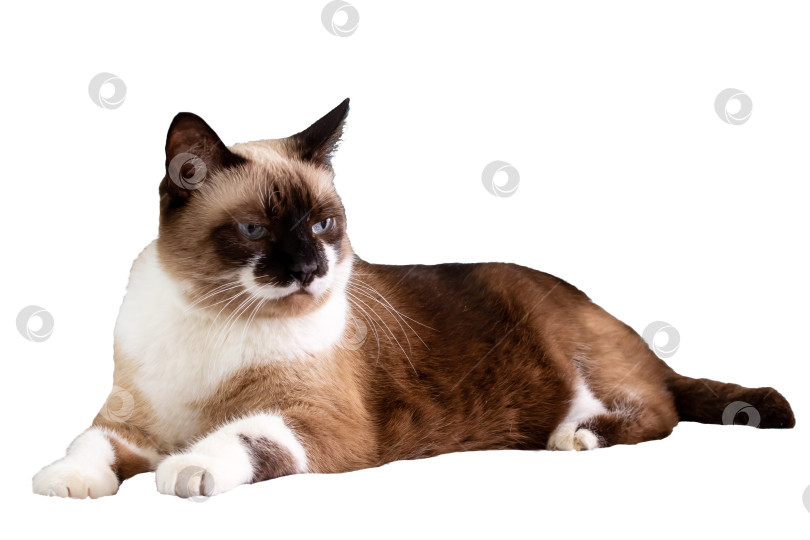 Скачать Серая кошка с голубыми глазами, выделенная на белом фоне фотосток Ozero