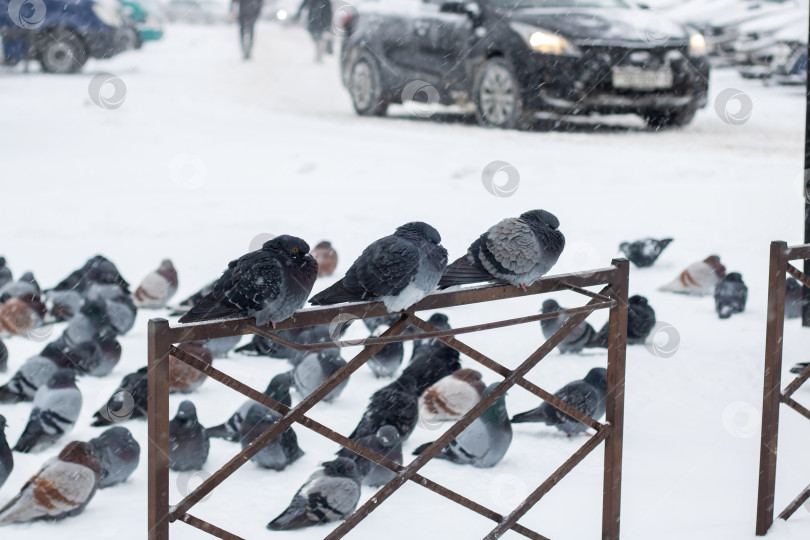 Скачать Голуби на заборе в снегу фотосток Ozero