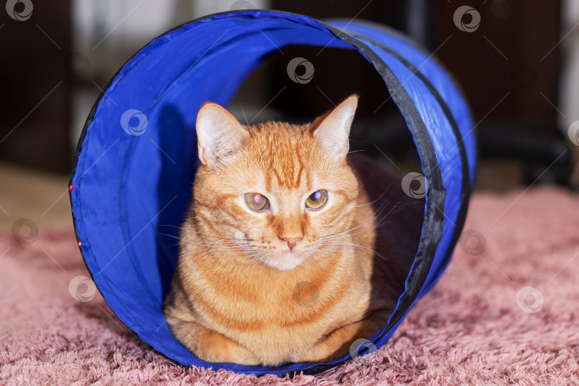 Скачать Рыжий кот, лежащий в кошачьем туннеле фотосток Ozero