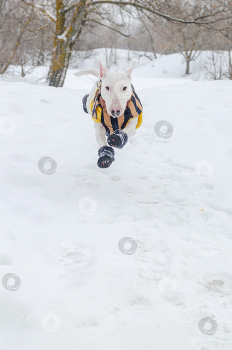 Скачать Белый мини-бультерьер в сапогах бежит по снегу фотосток Ozero