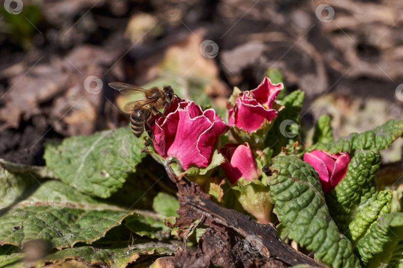 Скачать Примула цветет на лужайке в саду. фотосток Ozero