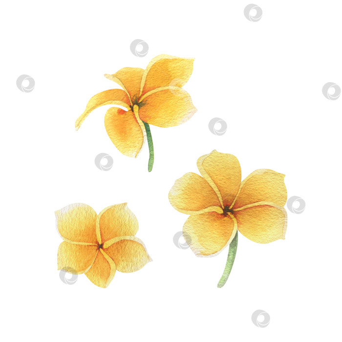 Скачать Тропические цветы плюмерии, франжипани ярко-сочного желтого цвета. Ботаническая иллюстрация, нарисованная акварелью от руки. Набор изолированных элементов на белом фоне. фотосток Ozero