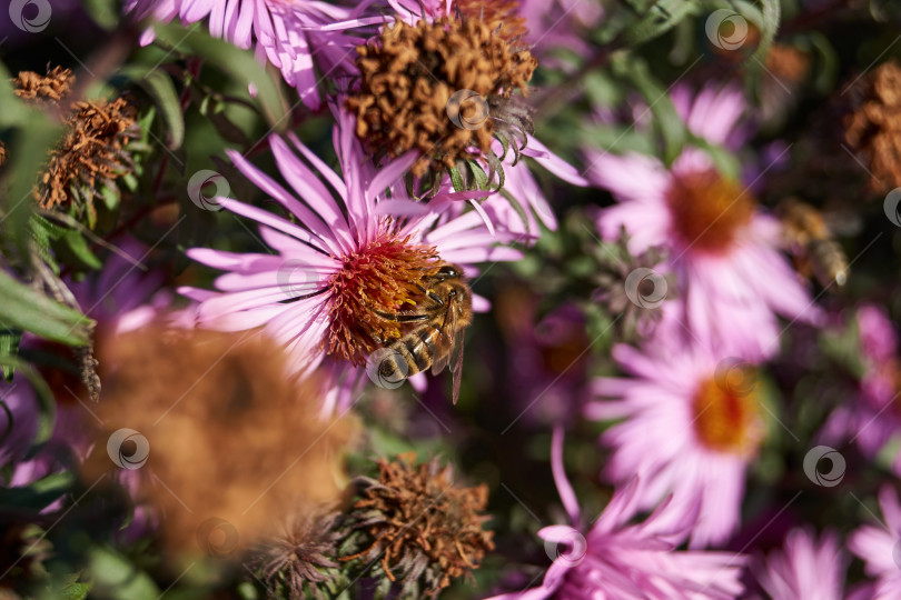 Скачать Пчела (лат. Anthophila) собирает нектар и пыльцу с цветков многолетней астры. фотосток Ozero