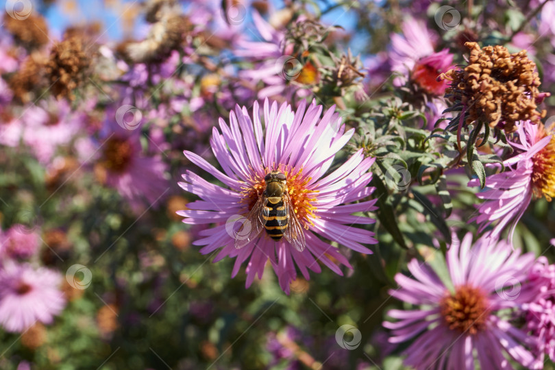 Скачать Муха (лат. Syrphus ribesii) собирает нектар и пыльцу с цветков многолетней астры. Осень фотосток Ozero