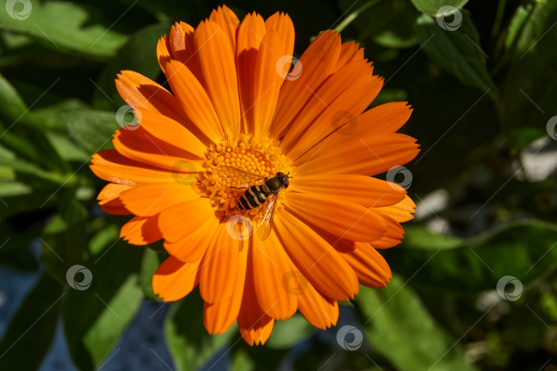 Скачать Муха (лат. Syrphus ribesii) собирает нектар и пыльцу с цветков календулы. Осень фотосток Ozero