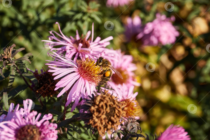 Скачать Пчела (лат. Anthophila) собирает нектар и пыльцу с цветков многолетней астры. фотосток Ozero