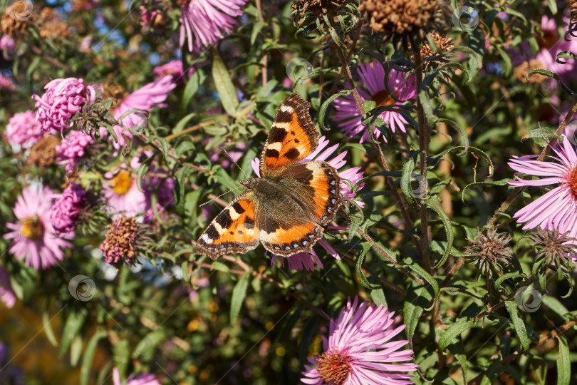 Скачать Бабочка крапивница (лат. Aglais urticae, = Nymphalis urticae) собирает нектар с цветов фотосток Ozero