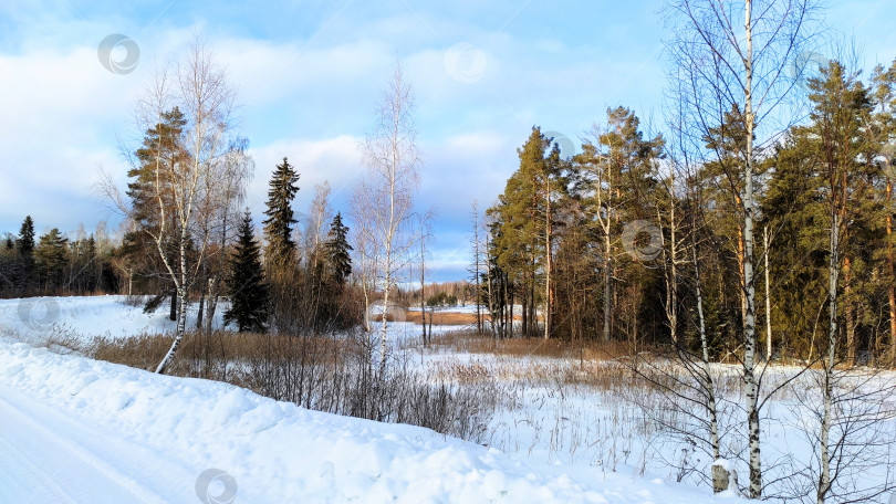 Скачать Лес и дорога фотосток Ozero