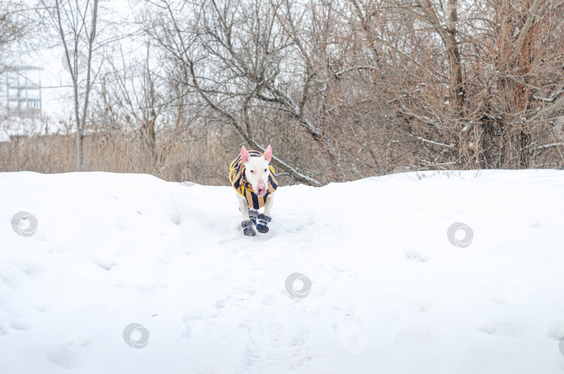 Скачать Белый мини-бультерьер в сапогах бежит по снегу фотосток Ozero