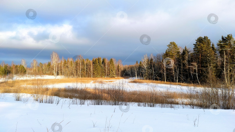 Скачать Лес фотосток Ozero