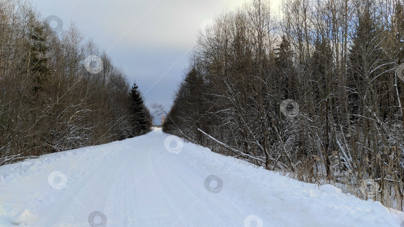 Скачать Дорога в лесу фотосток Ozero