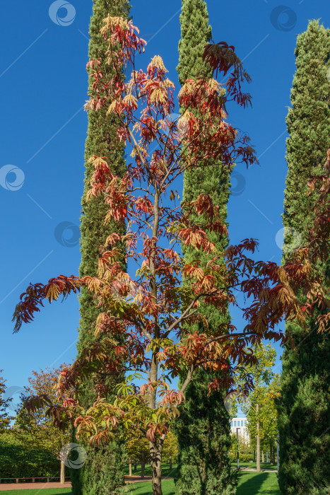 Скачать Кислое дерево (Oxydendrum arboreum) с красными листьями и желтыми семенами и Cupressus sempervirens или средиземноморский кипарис. В городском парке Краснодара или парке Галицкого осенью 2023 года фотосток Ozero