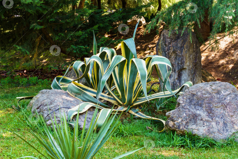 Скачать Агава американская полосатая (Agave americana) — вид рода агав, подсемейства агавовых, семейства спаржевых в ландшафте озеленения городского парка Сочи фотосток Ozero