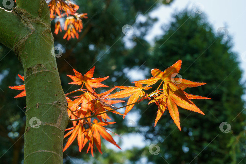 Скачать Японский клен Acer Palmatum с ярко-оранжевыми листьями на темном фоне вечнозеленых растений. Выборочный фокус. Солнечный весенний день. Концепция естественного дизайна фотосток Ozero