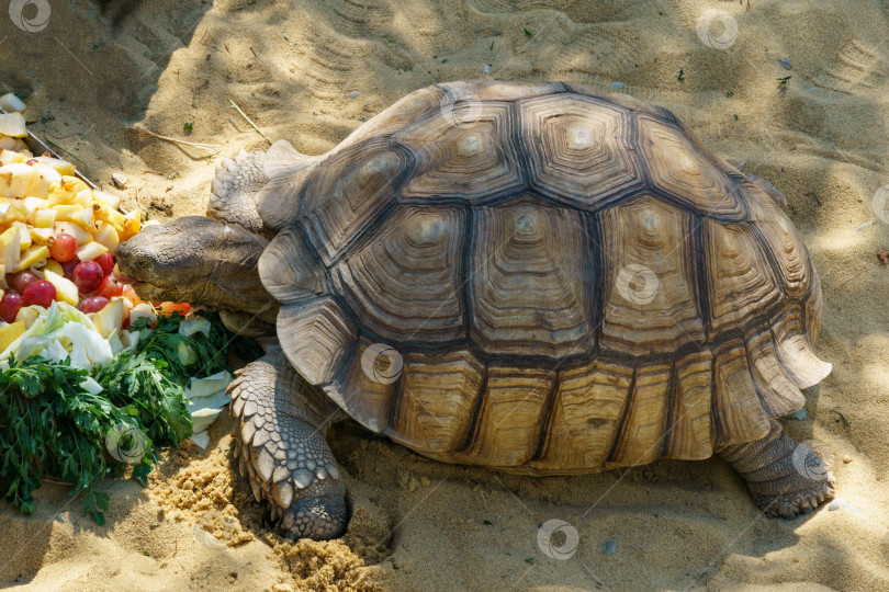 Скачать Африканская шпорчатая черепаха (Centrochelys sulcata), также называемая бороздчатой черепахой, обитает в сухом пруду Карейке в японском саду общественного ландшафтного парка Краснодара или парка Галицкого, Россия фотосток Ozero