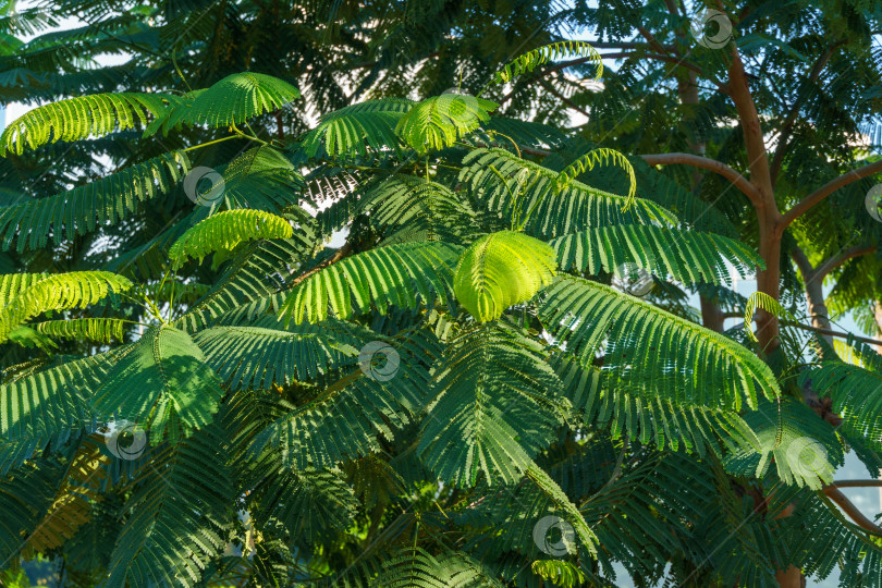 Скачать Крупный план дерева Delonix regia (яркое или королевское дерево Пуансиана) со свежими листьями в зеркальном лабиринте. Редкое дерево растет в общественном городском парке Краснодара или "Галицкий". фотосток Ozero