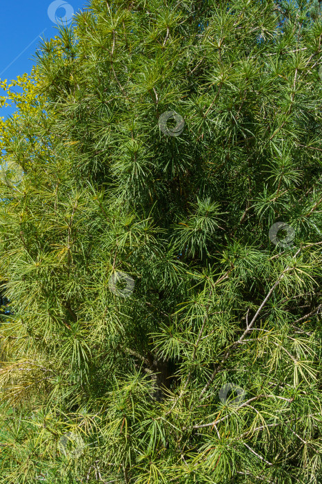 Скачать Sciadopitys verticillata, ветвь японской зонтичной сосны.  Редкое исчезающее растение в японском саду Общественного ландшафтного парка Краснодара или парка Галицкого, Россия. фотосток Ozero
