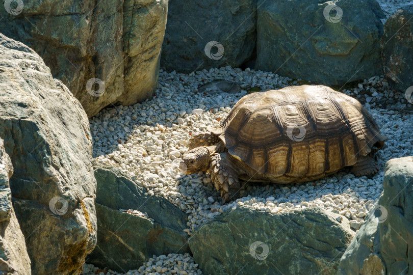 Скачать Африканская шпорчатая черепаха (Centrochelys sulcata), также называемая бороздчатой черепахой, обитает в сухом пруду Карейке в японском саду общественного ландшафтного парка Краснодара или парка Галицкого, Россия фотосток Ozero