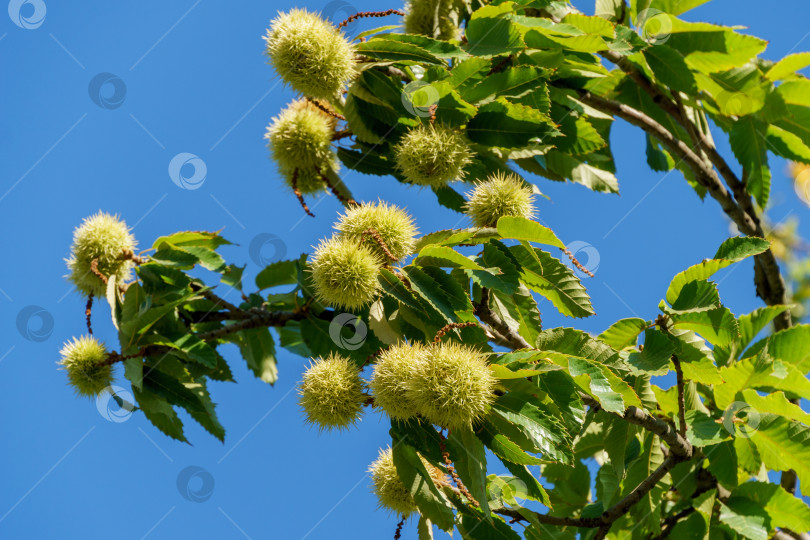 Скачать Плоды сладкого каштана (Castanea sativa). Крупный план плодов сладкого каштана (испанского или просто каштана) на фоне голубого неба в общественном ландшафтном городском парке Краснодара или парке Галицкого. фотосток Ozero