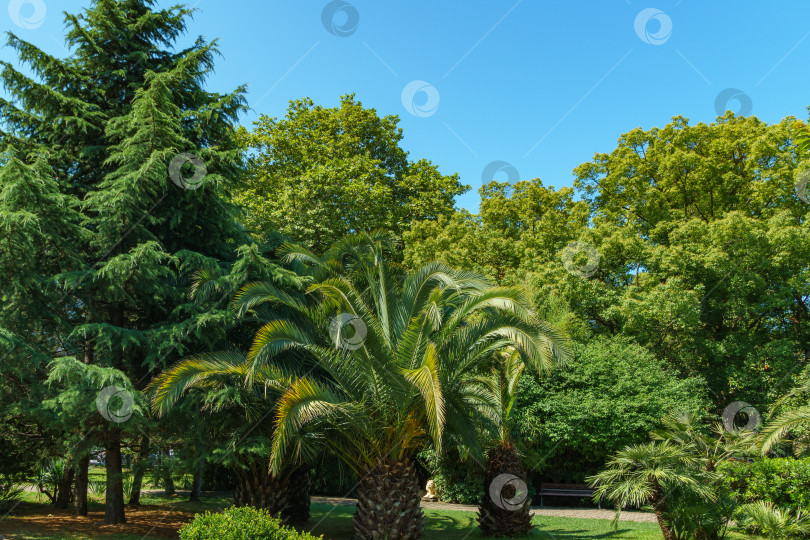 Скачать Красивая пальма Канарского острова Финиковая пальма (Phoenix canariensis) и молодой гималайский кедр Cedrus Deodara в ландшафтном дизайне городского парка Сочи на южном российском курорте фотосток Ozero