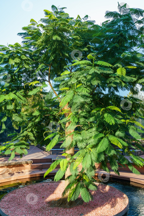 Скачать Дерево Delonix regia (яркое или королевское дерево Пуансиана) с зелеными листьями в зеркальном лабиринте. Редкое дерево растет в общественном городском парке Краснодара или "Галицкий". Осень 2023 фотосток Ozero