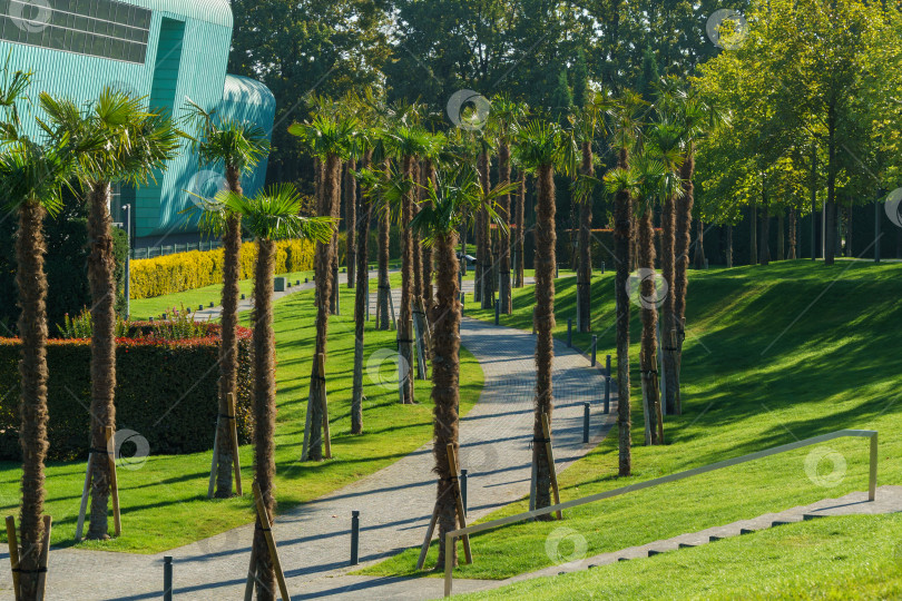 Скачать Аллея китайской пальмы-мельницы (Trachycarpus fortunei) или пальмы Чусан в городском парке Краснодара. Общественный ландшафт "Парк Галицкого". Сентябрь 2023 фотосток Ozero