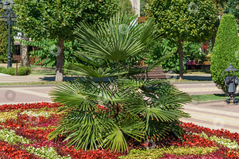 Скачать Клумба с китайской пальмой-ветряной мельницей (Trachycarpus fortunei) или пальмой Чусан фотосток Ozero