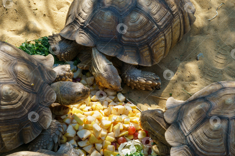 Скачать Африканская шпорчатая черепаха (Centrochelys sulcata), также называемая бороздчатой черепахой, обедает в японском саду общественного ландшафтного парка Краснодара или парке Галицкого, Россия фотосток Ozero