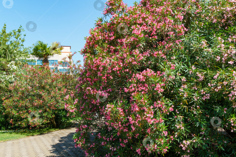 Скачать Красивый розовый цветок олеандра (Nerium oleander). Цветение дерева Nerium oleander flowers. Розовые цветы на кустарнике в центре города-курорта Сочи. Токсичен во всех своих проявлениях. фотосток Ozero