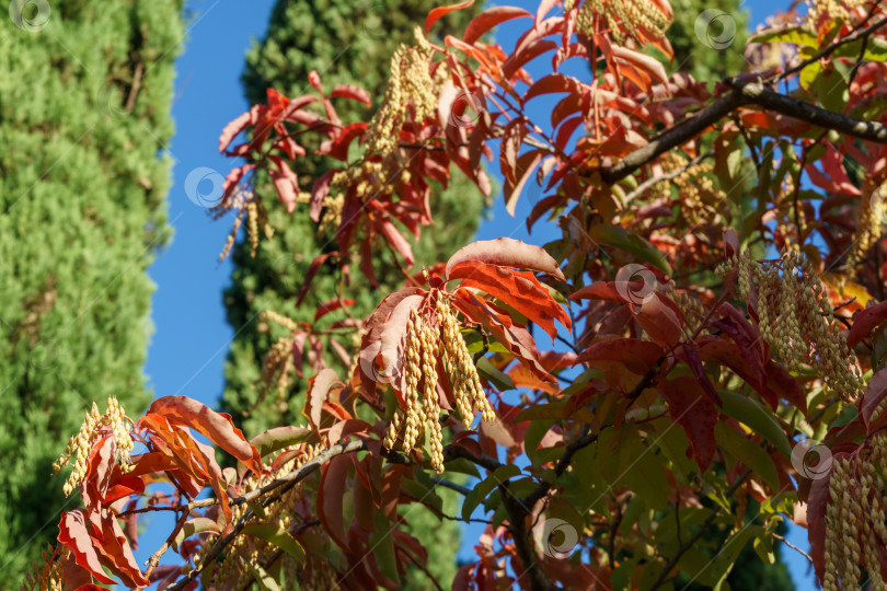 Скачать Кислое дерево (Oxydendrum arboreum) крупным планом с красными листьями и желтыми семенами на фоне голубого неба и Cupressus sempervirens или средиземноморского кипариса. В городском парке Краснодара или парке Галицкого осенью 2023 года фотосток Ozero