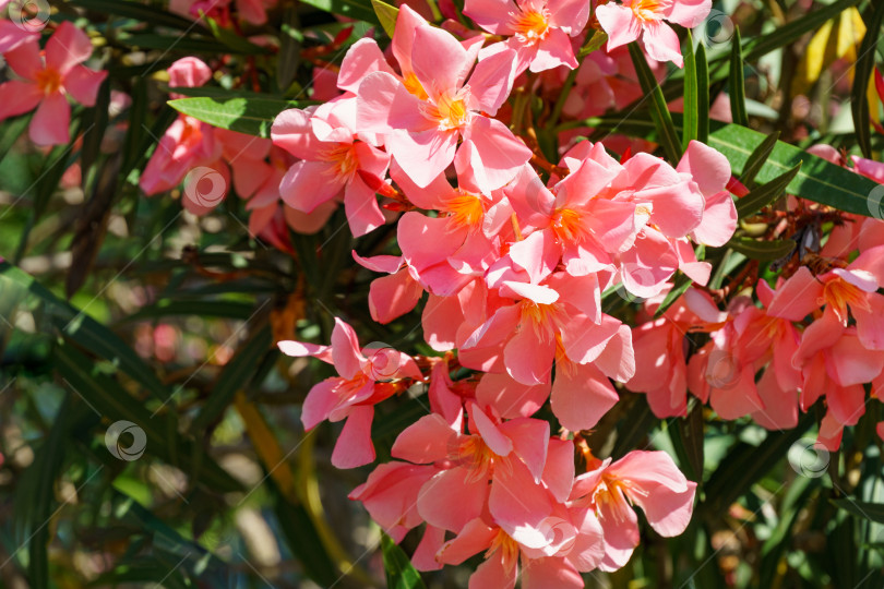 Скачать Крупный план цветка розового олеандра (Nerium oleander). Цветение дерева Nerium oleander flowers. Розовые цветы на кустарнике в центре города-курорта Сочи. Токсичен во всех своих проявлениях. фотосток Ozero