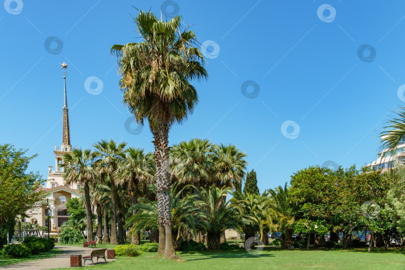 Скачать Экзотический пейзаж с пальмами в городском парке центра Сочи. Пальмы Butia capitata и Washingtonia filifera на фоне голубого неба и зеленой травы. фотосток Ozero