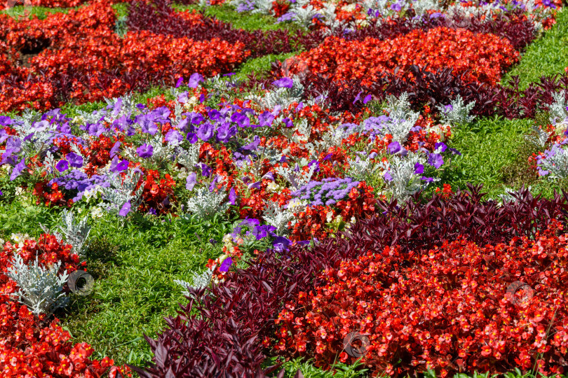 Скачать Клумба с цветами на Курортном бульваре в Кисловодске. фотосток Ozero