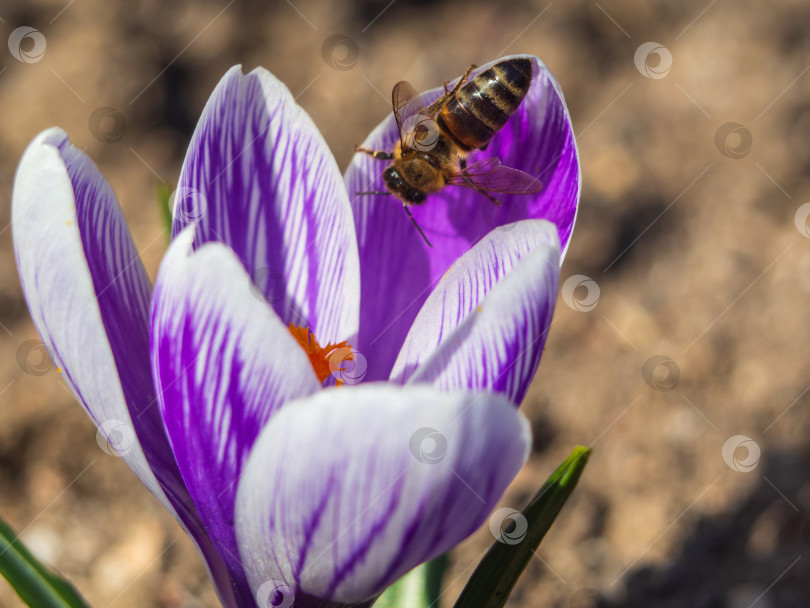Скачать Крупный план пчелы на фиолетовом цветке крокуса. Концепция прихода весны и пробуждения природы. Крокус, цветы весны фотосток Ozero