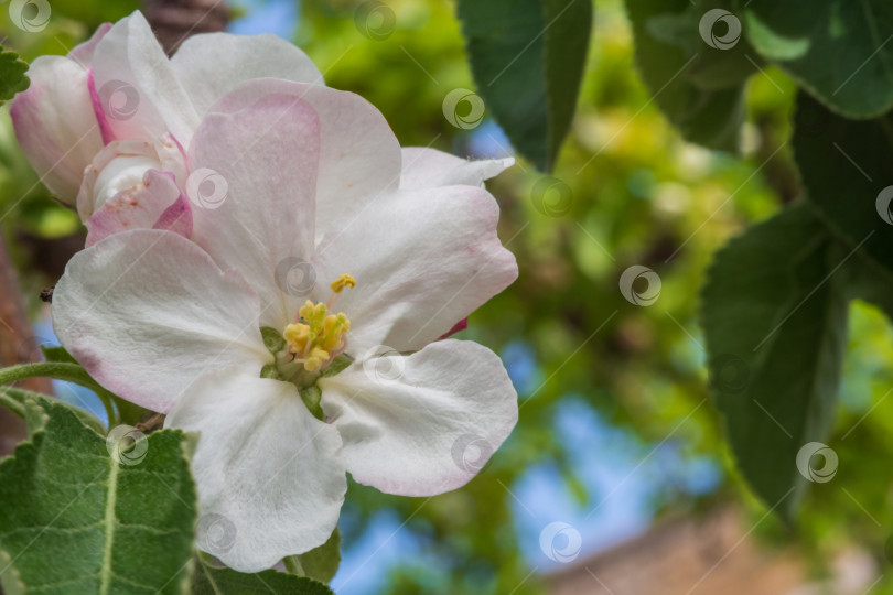Скачать Весенняя макросъемка цветущей яблони с расфокусированным фоном и пространством для копирования фотосток Ozero