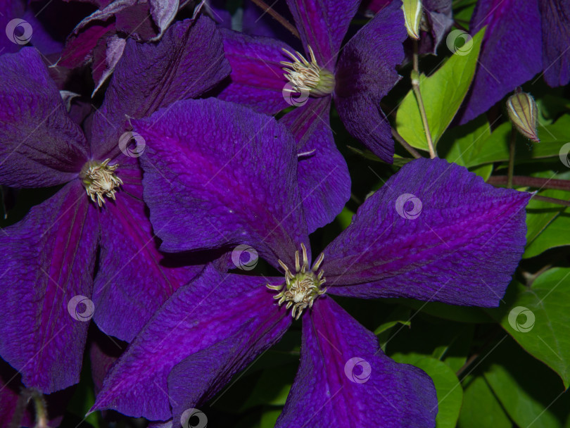 Скачать Элегантные фиолетовые цветы клематиса с текстурированными лепестками крупным планом в саду фотосток Ozero