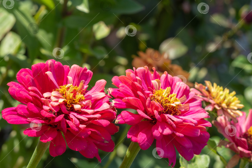 Скачать Темно-розовые красивые цветущие цветы циннии в саду. Натуральный необработанный цветочный фон фотосток Ozero