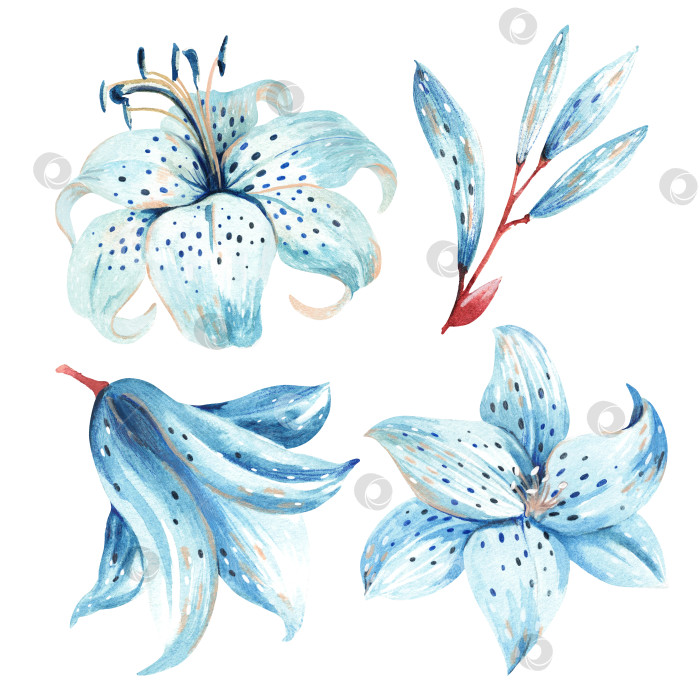 Скачать набор голубых лилий на белом фоне. акварельная иллюстрация фотосток Ozero