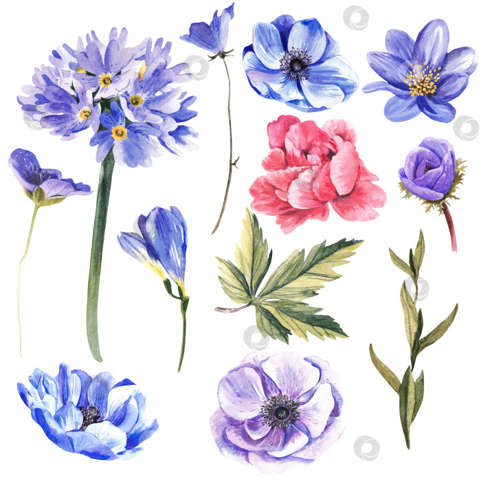 Скачать большой набор весенних цветов. Сиреневые и фиолетовые цветы на белом фоне. Акварельная иллюстрация. фотосток Ozero