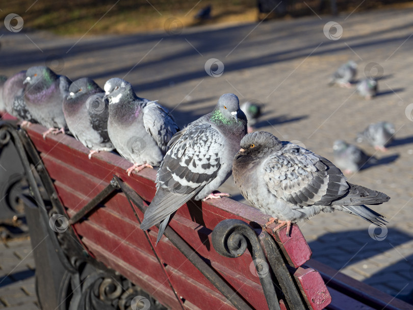 Скачать Голуби сидят в ряд на спинке скамейки в парке. Две самые близкие птицы общаются друг с другом. Крупный план. Солнечный природный фон с голубями в парке. фотосток Ozero