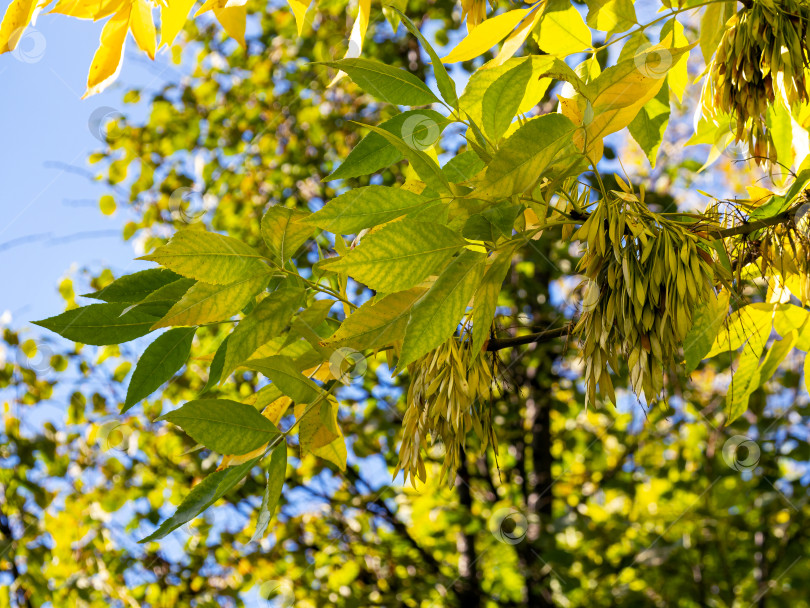 Скачать Ветка ясеня с желтыми осенними листьями и плодами - крылатками на фоне голубого неба и деревьев. Солнечный естественный осенний фон с ясенем. фотосток Ozero