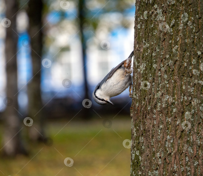 Скачать Маленькая птичка поползень движется вдоль дерева перпендикулярно стволу, вверх ногами. Естественный весенний фон с поползнем крупным планом. фотосток Ozero