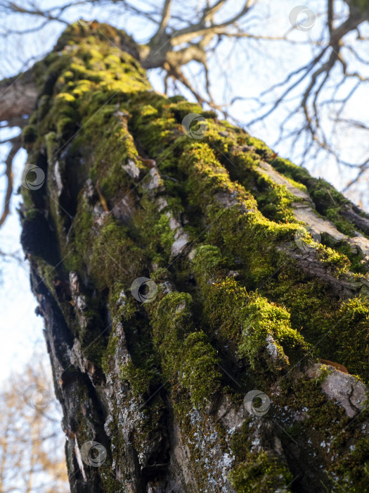 Скачать Зеленый мох растет на грубой коре старого дерева. Замшелый ствол поднимается вверх по диагонали. Естественный фон с древним деревом. фотосток Ozero
