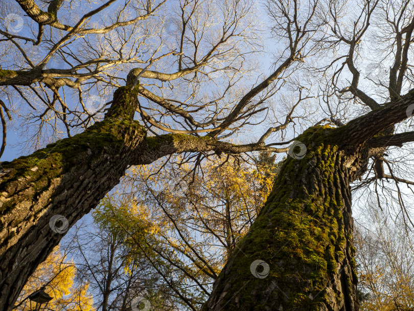 Скачать Ветви старых толстых деревьев без листьев устремляются к небу. На заднем плане растет желтая лиственница. Естественный осенний солнечный фон. фотосток Ozero