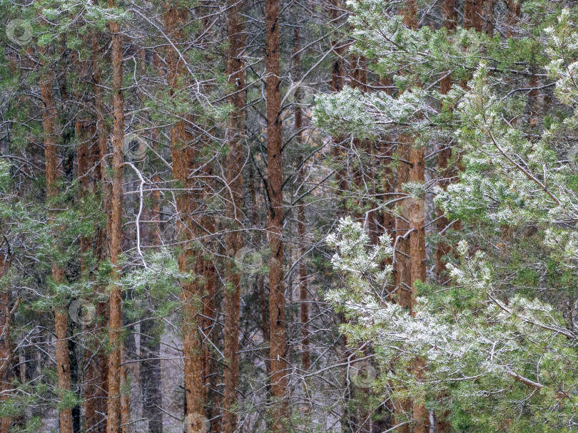 Скачать Заснеженный сосновый лес крупным планом, вид сверху. Пушистые сосновые ветви видны справа. Зимний рождественский фон в лесу. фотосток Ozero