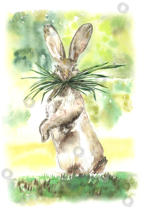 Скачать Акварельная иллюстрация кролика, поедающего траву фотосток Ozero