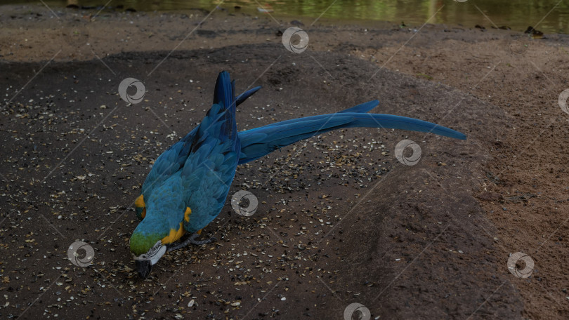 Скачать Яркий сине-желтый попугай Ара арарауна сидит на земле и кормится. фотосток Ozero