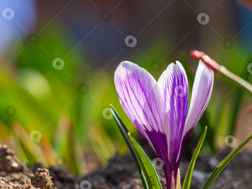 Скачать Фиолетовый цветок крокуса на солнце в саду. Мягкий избирательный акцент. Первые весенние цветы. Пробуждение природы после зимы.  Голубые крокусы.  Фиолетово-белая примула в весеннем саду, залитом солнцем фотосток Ozero