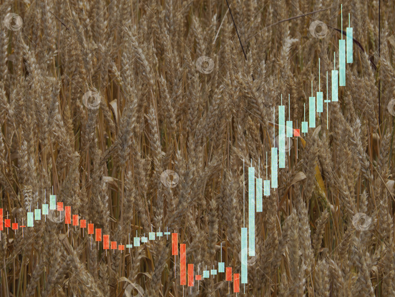 Скачать Биржевой график роста цен на фоне пшеничного поля с золотыми колосьями пшеницы. Концепция повышения цен на продовольствие. График роста цен на продовольствие. Растущие цены на пшеницу фотосток Ozero