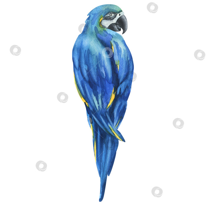 Скачать Тропический сидящий яркий сочный сине-желтый попугай ара. Ботаническая иллюстрация, нарисованная акварелью от руки. Изолированный элемент на белом фоне. фотосток Ozero